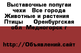 Выставочные попугаи чехи - Все города Животные и растения » Птицы   . Оренбургская обл.,Медногорск г.